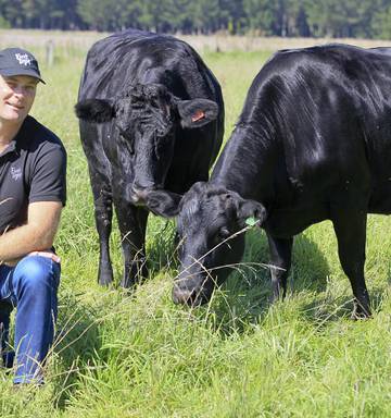 Farming Marbled Beef Earns Premium Nz Herald