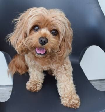 Could Your Furry Friend Be Crowned Pet Of The Year 2018 Nz Herald