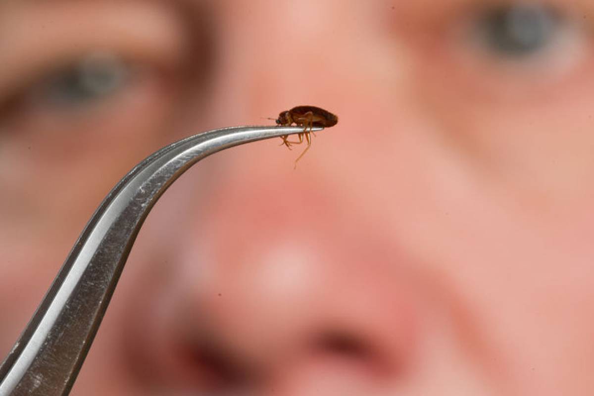 Bed Bugs In Auckland Apartment Ground Pilot And Bite Landlord To