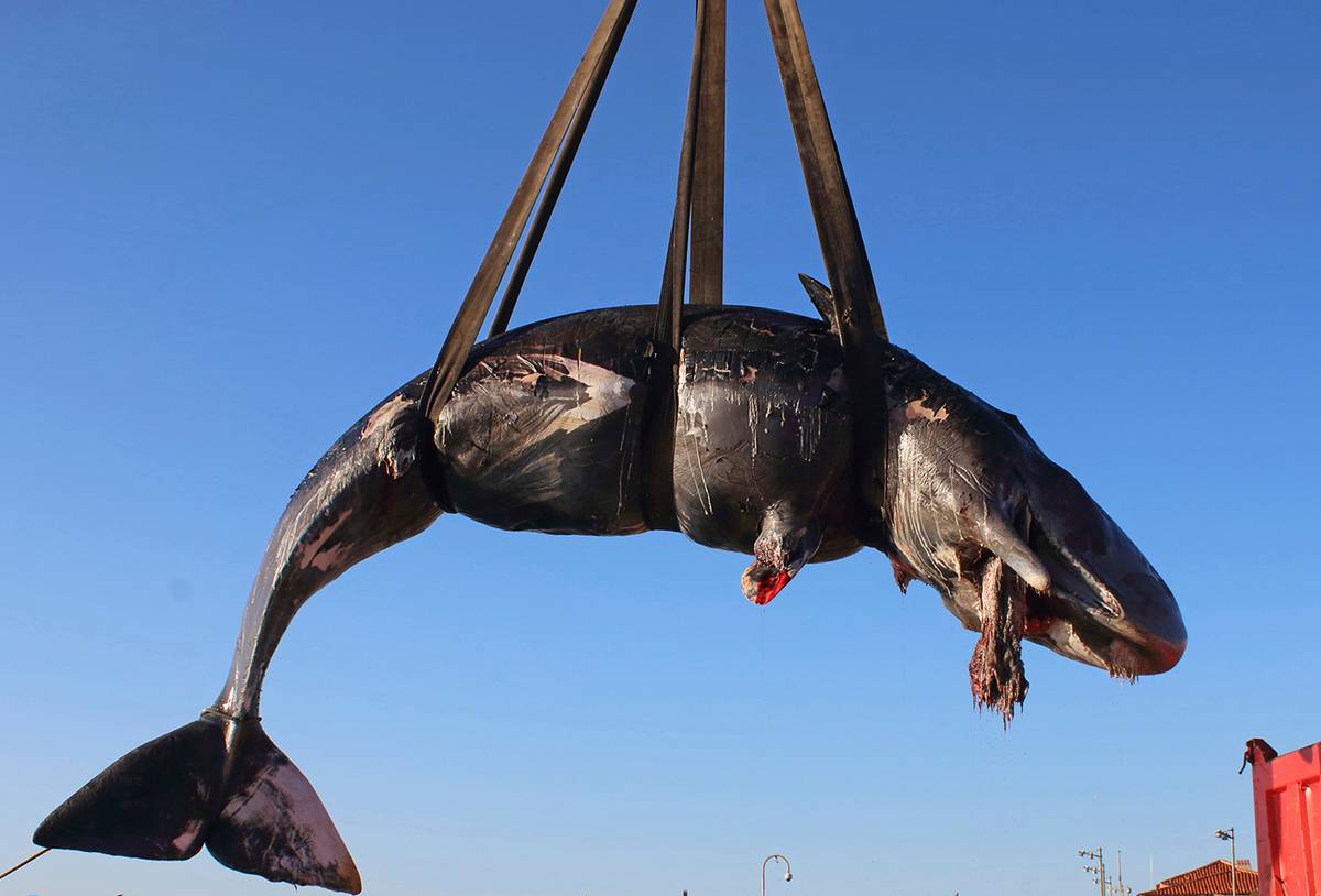  WWF sounds alarm after 22kg of plastic found in dead whale - NZ Herald WWF sounds alarm after 22kg of plastic found in dead whale