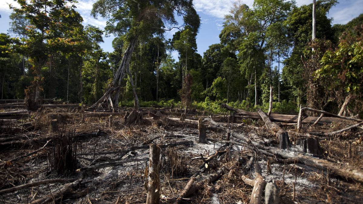 Destroy wildlife. Обезлесение Мексики. Вырубка лесов. Вырубка лесов в Мексике. Разрушение леса.