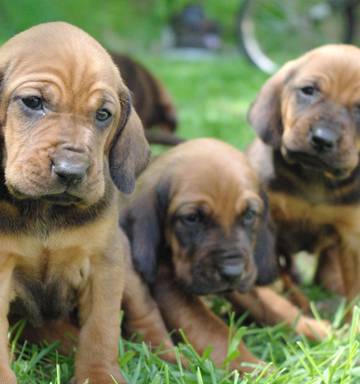 Talk To The Animals How To Safely Trade Pets Online Nz Herald