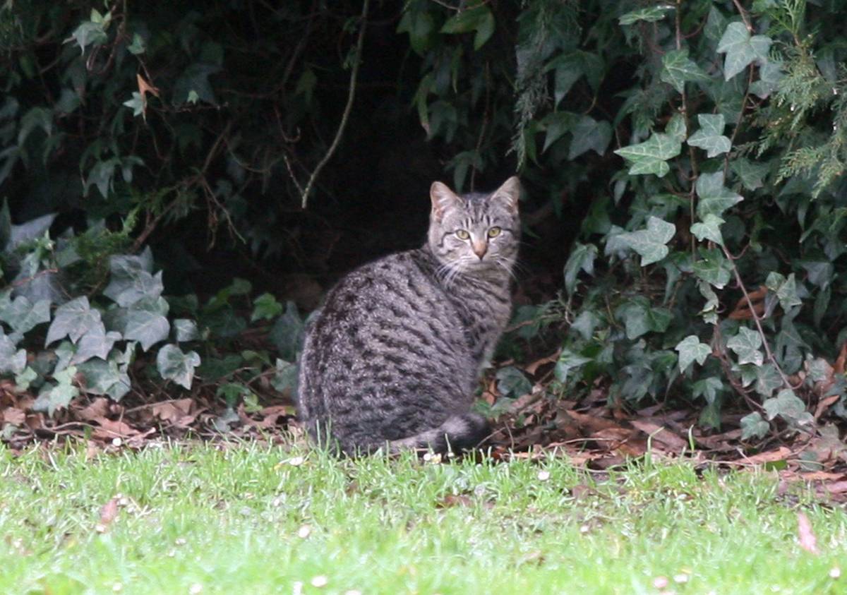 Microchipping Cats Unnecessary Says Spca Director Nz Herald
