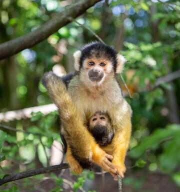 Covid 19 Coronavirus Auckland Zoo What S It Like For The Animals