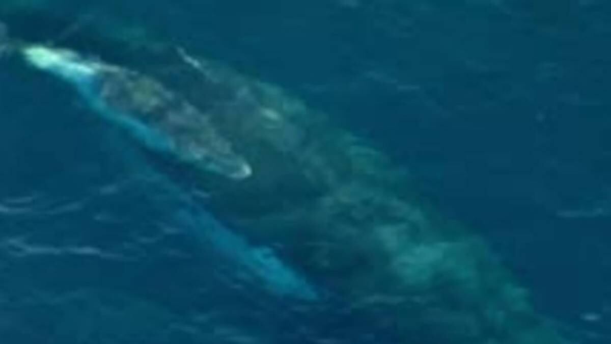 ‘Horrible’: furia después de que las ballenas se enredaron en una red de tiburones