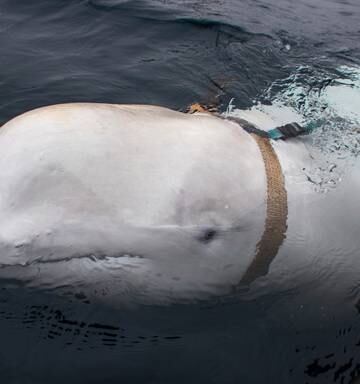 Image result for war beluga norway