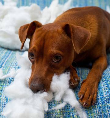 Talk To The Animals 8 Mistakes Dog Owners Make Nz Herald
