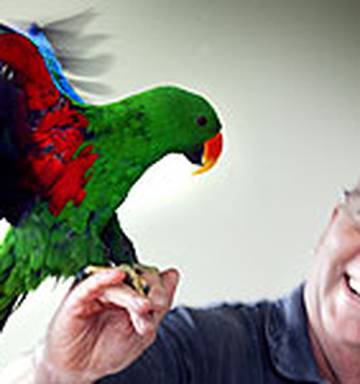 Big Bucks See Bird Smuggling Spread Nz Herald