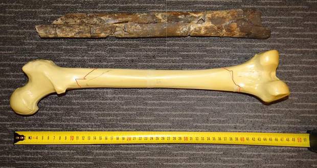 The group say this bone belongs to a giant pre-Polynesian human and could be more than 2500 years old. Experts say it's likely from a moa. Photo / Supplied