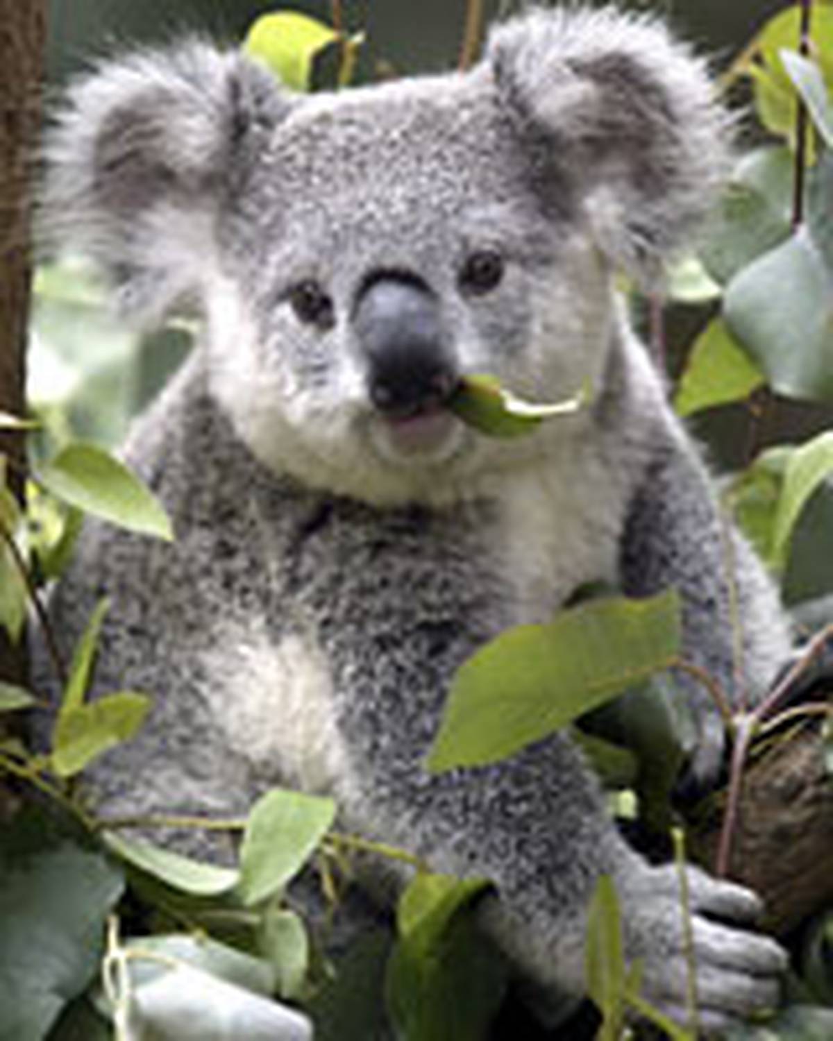 Koalas Under Threat As Excess Co2 Makes Eucalyptus Leaves Inedible