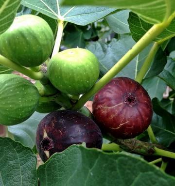 Autumn Time For Planting Trees Nz Herald