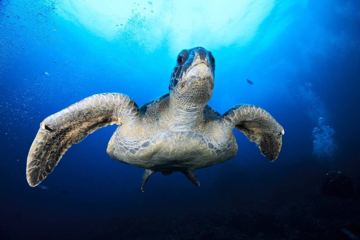 Pacific Islands: Swimming with turtles in Rarotonga - NZ Herald
