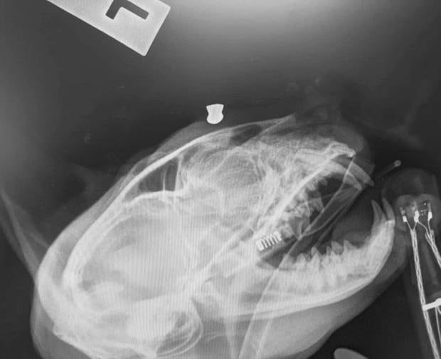 Hastings Pet Owner Disturbed Someone Shot Her Burmese Cat Nz
