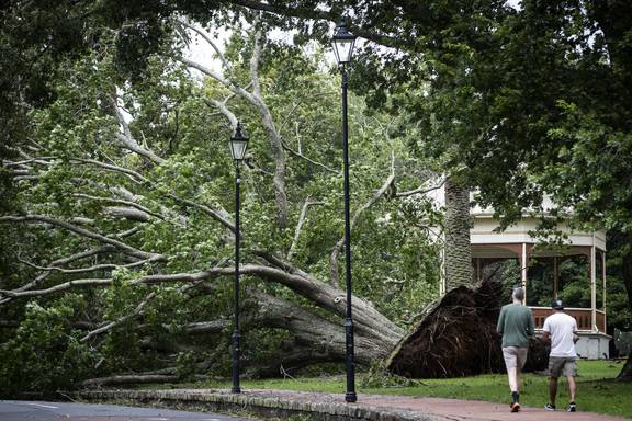 在飓风加布里埃尔带来的大雨过后，奥克兰地区的一棵大树一夜之间倒在了马路对面。 照片/杰森·奥克森汉姆