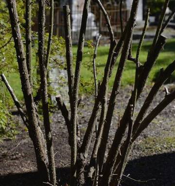 Hundreds Of Roses At Dunedin Cemetery Poisoned Nz Herald