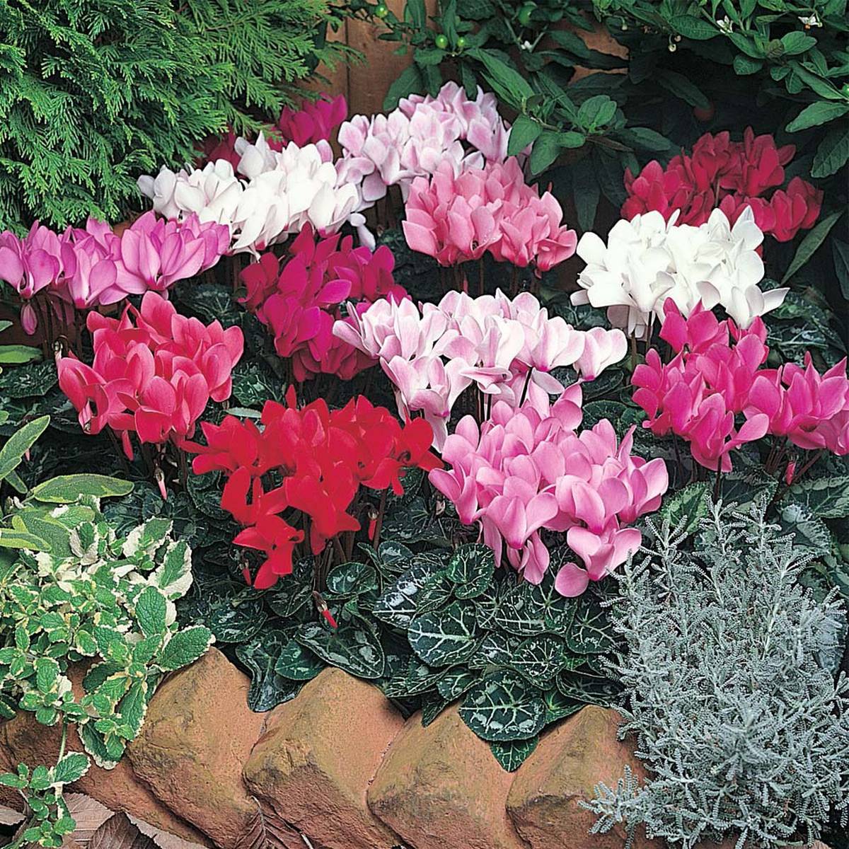 Gardening Colour In The Garden For Winter Nz Herald