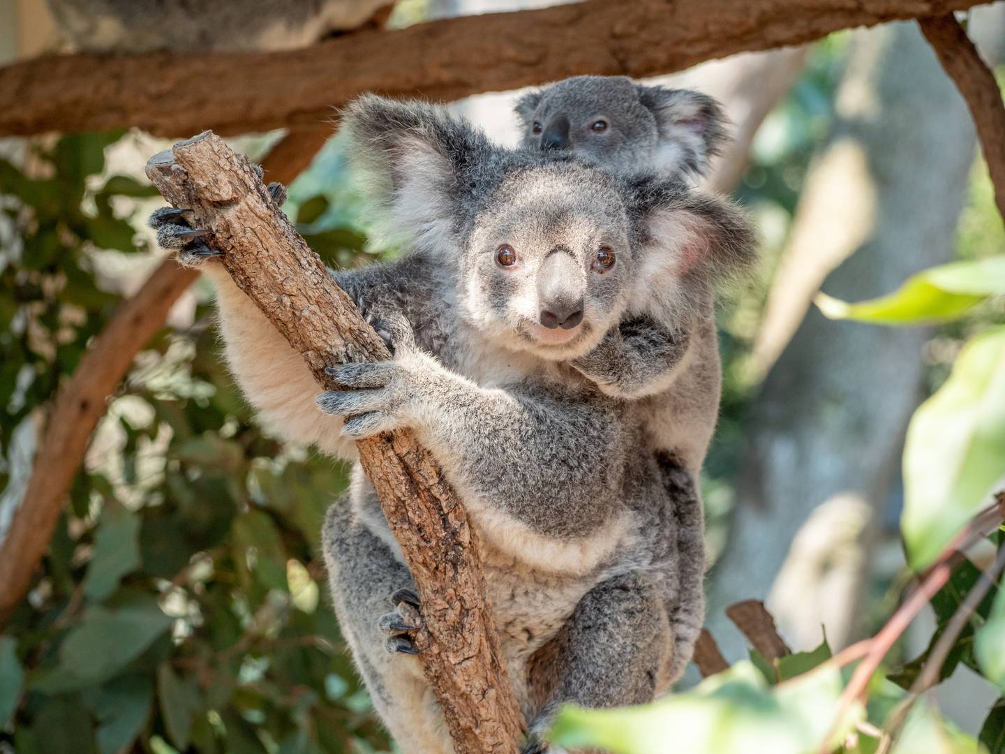 Furry friends at Lone Pine Koala Sanctuary. Photo / Tourism and Events Queensland