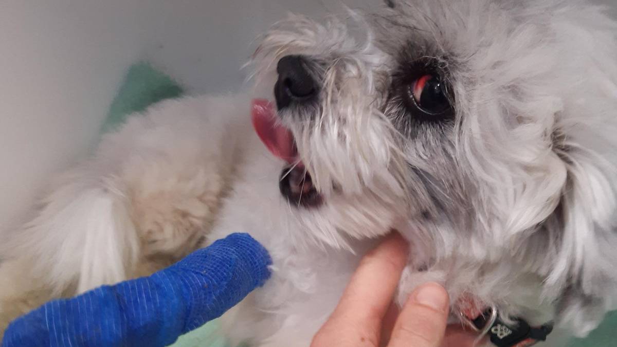 Mujer de Wellington condenada por romperle costillas a un perro y dejarlo abandonado durante al menos dos semanas