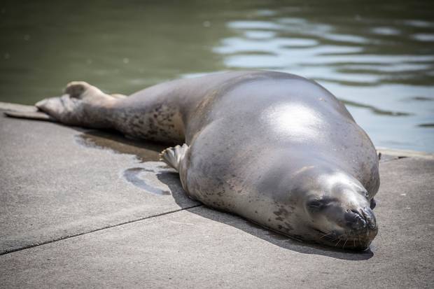 Owha the leopard seal. Photo / Michael Craig