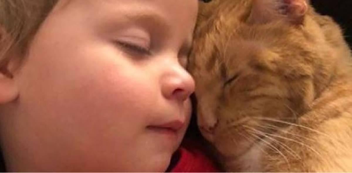 Little Girls Receive Hundreds Of Cards After Their Beloved Cat