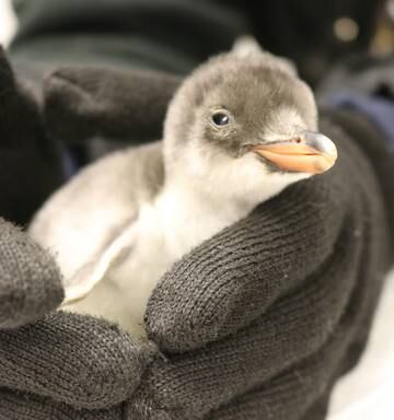 Adorable Photos Kelly Tarltons Welcomes Two New Baby Gentoo