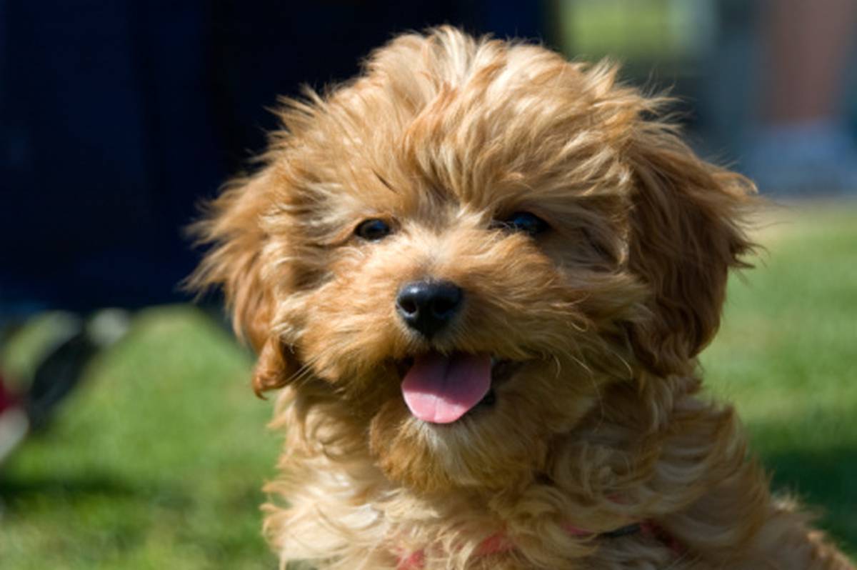 Talk To The Animals What S The Deal With Designer Dogs Nz Herald