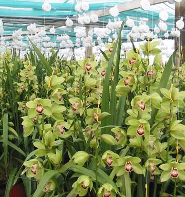 Export Business Blooms Near Whangarei Nz Herald