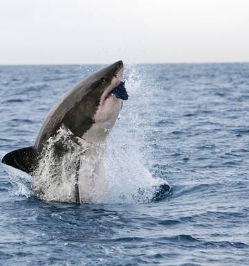 South Africa Wants Its Great White Sharks Back Cape Town Waters Invaded By Sevengills Nz Herald
