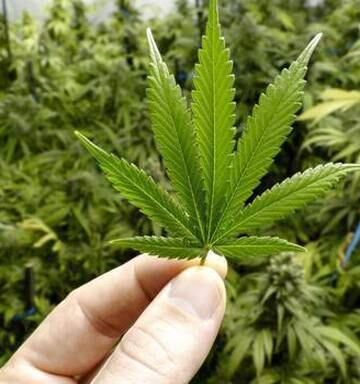 Revealed How Much Businesses Will Pay To Sell Cannabis Next Year