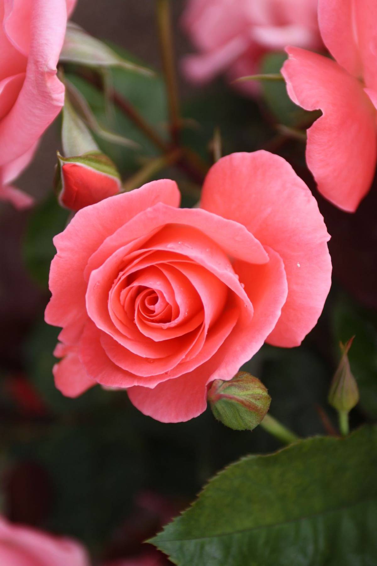 Little Miss Perfect Winner For Rose Breeder Nz Herald