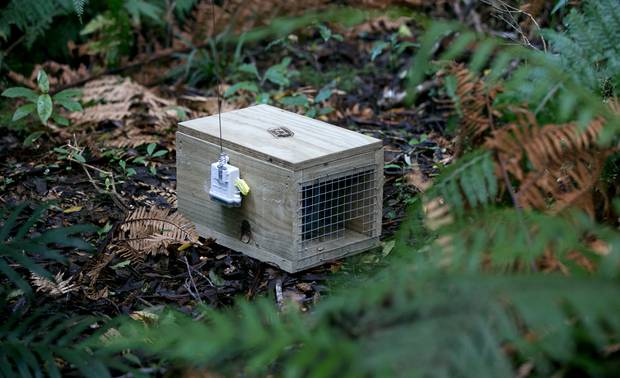 One of the new smart traps which will be used on Mt Taranaki as part of a new drive to eradicate pests. Photo / Alan Gibson
