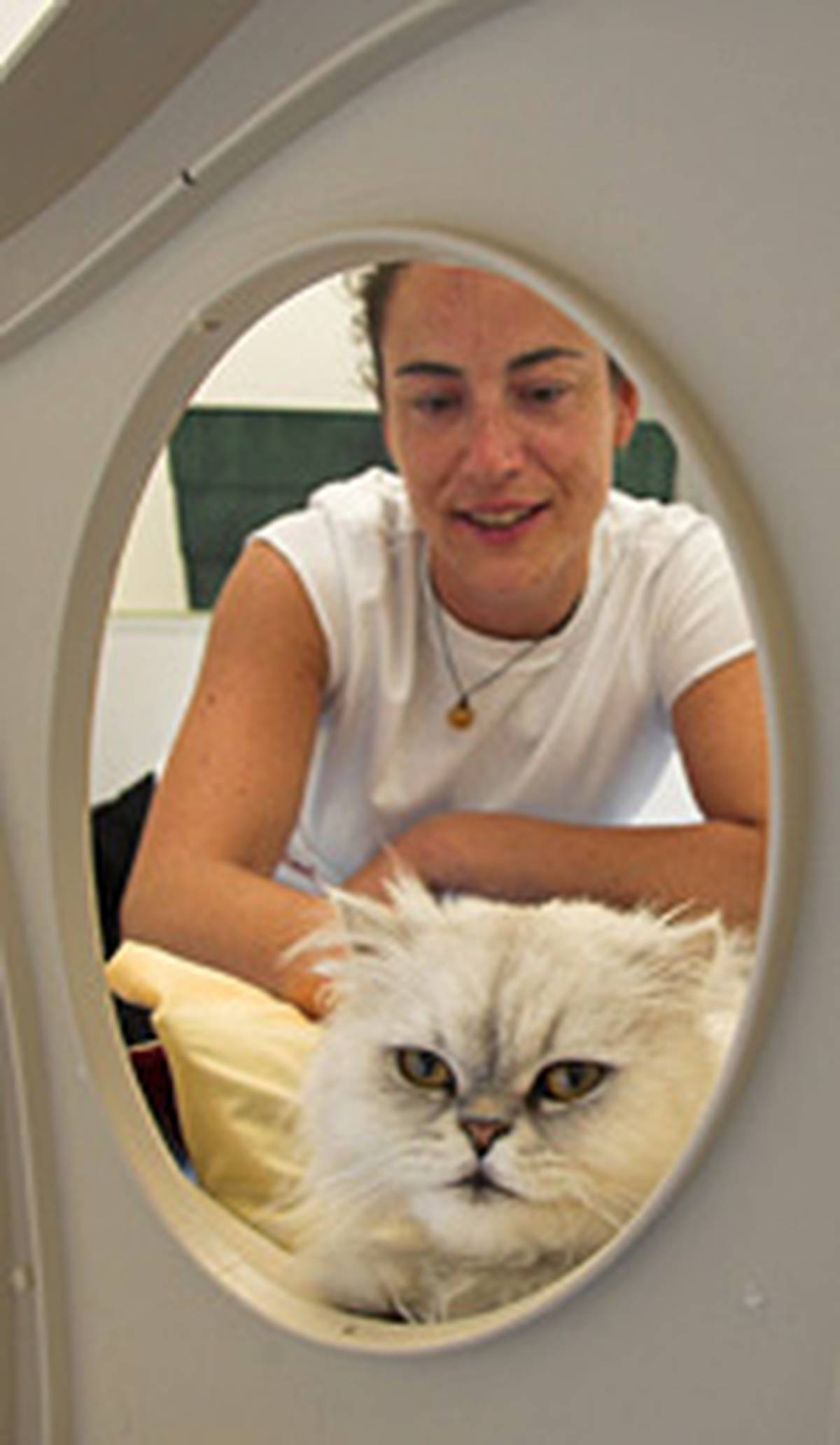 Hotel Is The Cat S Miaow Nz Herald