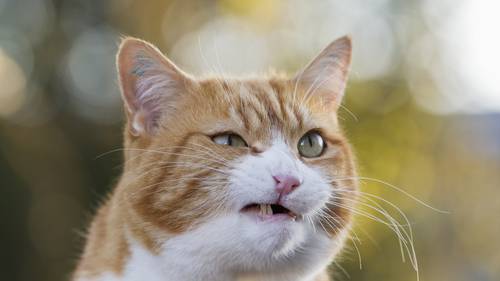 Five Diseases You Can Catch From Pets Nz Herald