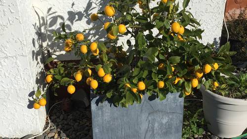 Growing Citrus In Our Climate Nz Herald