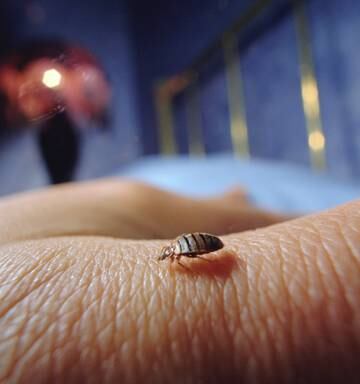 Bed Bugs 101 Seven Steps To Getting Rid Of Stowaways And Bug Proof Your Holiday Nz Herald