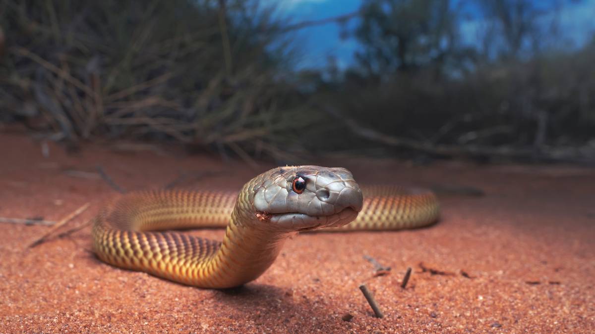 Photo of Horreur australienne: une fille mordue au lit par un serpent mortel