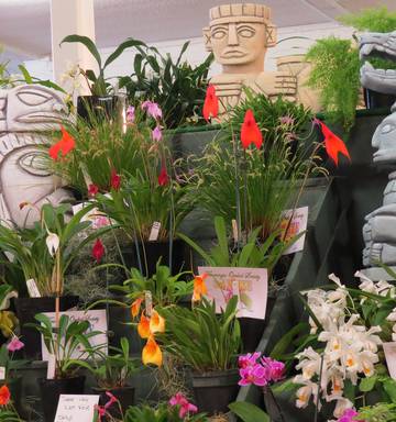 Orchid Show Grows In Visitor Popularity Nz Herald