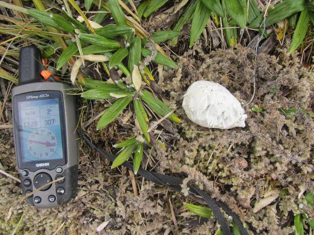 A plasticine egg pulled from an artificial nest, showing imprints left by a stoat. Photo / Fraser Maddigan