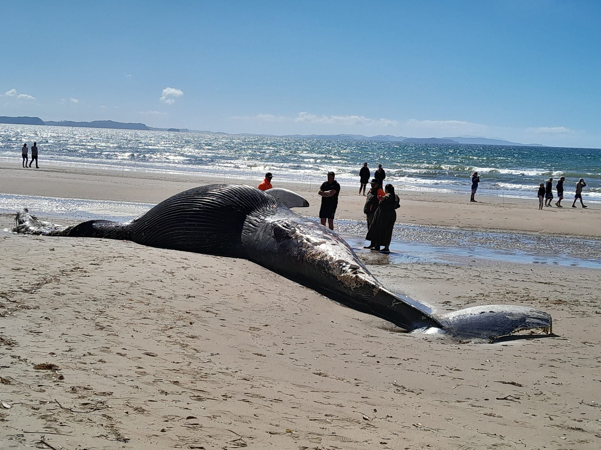 Dead whale found washed up on Auckland's Red Beach - NZ Herald