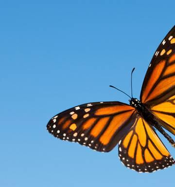 A Right Royal Fuss Over Taupō District S Monarch Butterflies Nz