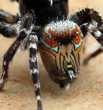 Look Out Australia Just Got Three New Spiders Nz Herald