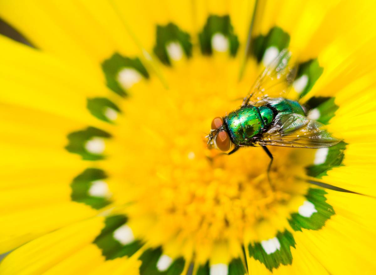 How To Kill Flies With Flowers Nz Herald