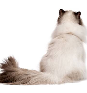 Cats Mutilated Across Uk May Be Work Of Pet Serial Killer Nz Herald
