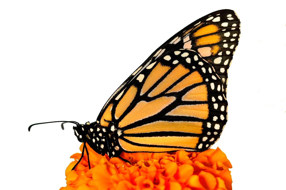 Wasps Blamed For Dearth Of Monarchs Nz Herald