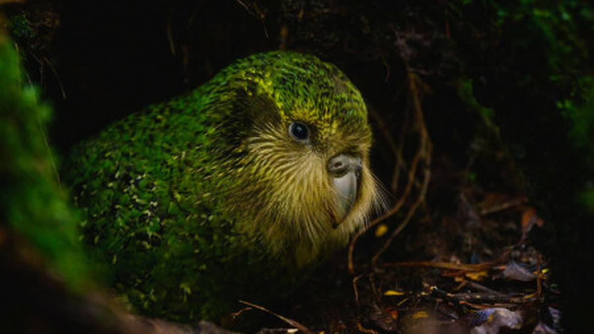 Kākāpō move to mainland New Zealand in Waikato sanctuary after near extinction