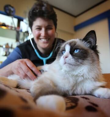 Opinion How To Avoid Pet Abscesses Nz Herald