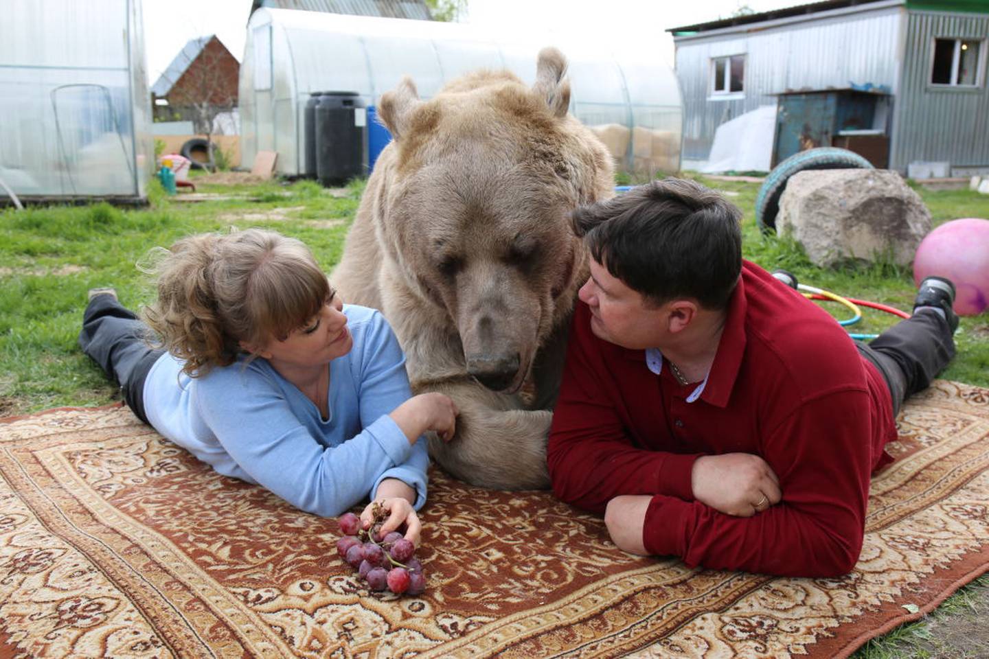 Wife bear. Медведь Степан Пантелеенко. Светлана и Юрий Пантелеенко. Медведь Степан семья Пантелеенко. Домашний медведь Степан.