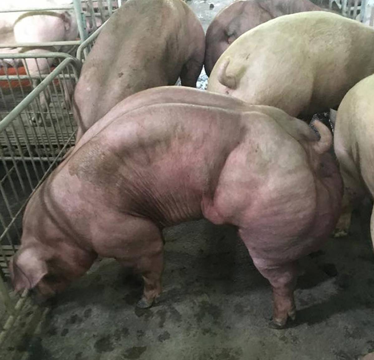Shocking footage of mutant pigs being genetically bred by Cambodian farmers...