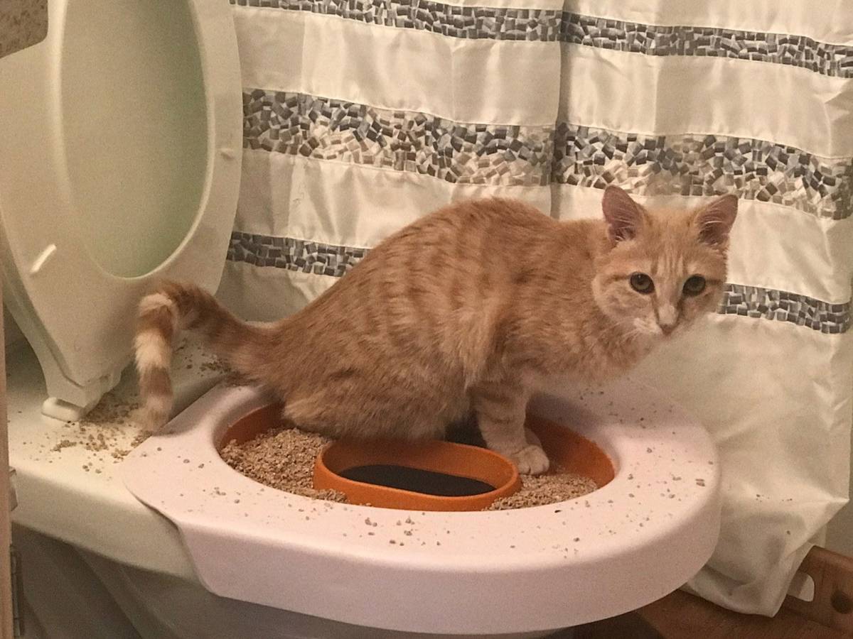 You Really Can Train Your Cat To Use The Toilet Nz Herald