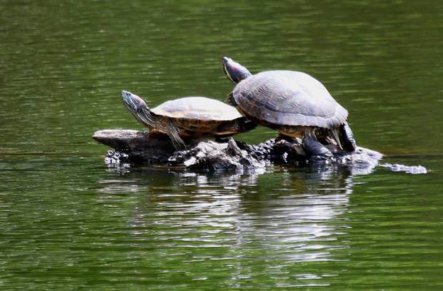 Buddhist animal welfare practice could spark ecological ...